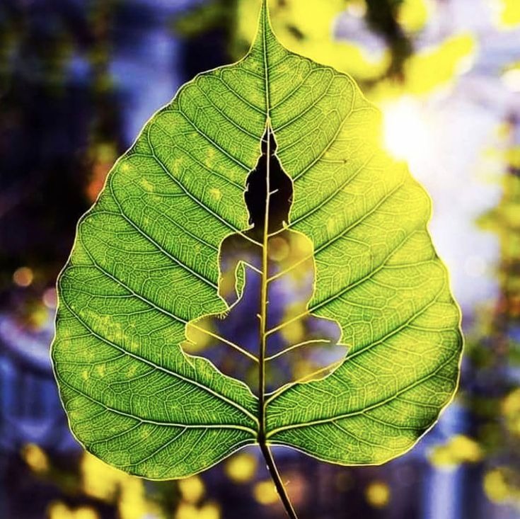 Ý nghĩa lá bồ đề trong Phật giáo